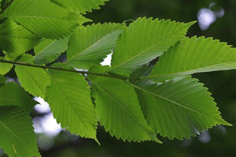 ELM .
